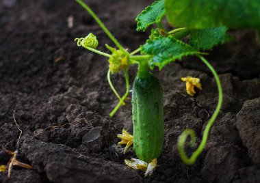 Salatalık büyüyen genç