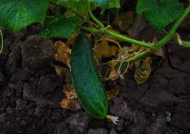 Salatalık büyüyen genç