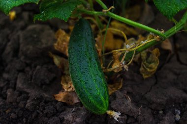 Salatalık büyüyen genç