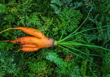 Büyük olgun havuç