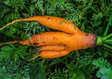 Büyük olgun havuç