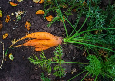 Büyük olgun havuç