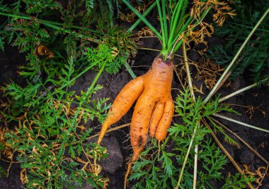 Büyük olgun havuç