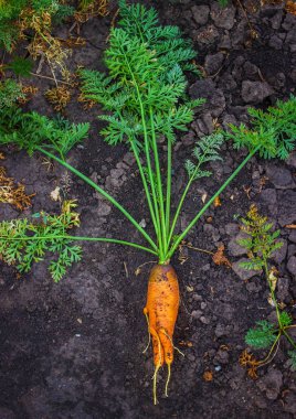 Büyük olgun havuç
