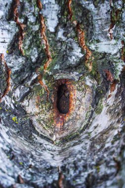 Beyaz huş ağacı kabuğu