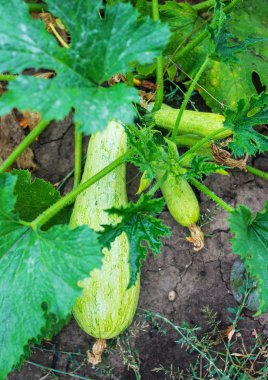 Büyüyen yeşil kabak