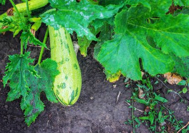 Büyüyen yeşil kabak