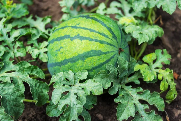 Büyüyen çizgili karpuz