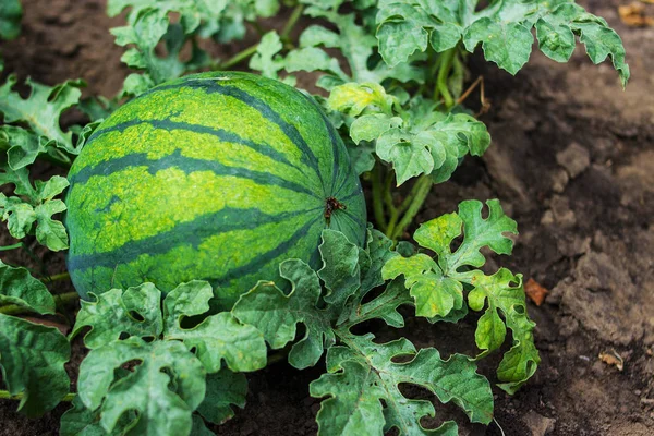 Büyüyen çizgili karpuz