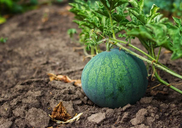 Büyüyen çizgili karpuz