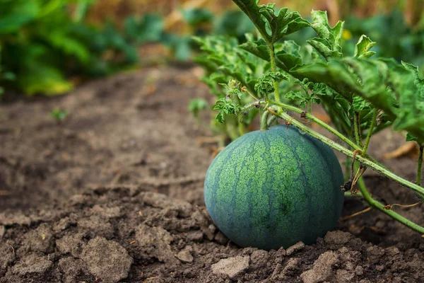 Büyüyen çizgili karpuz