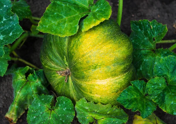 Büyüyen büyük olgun kabak