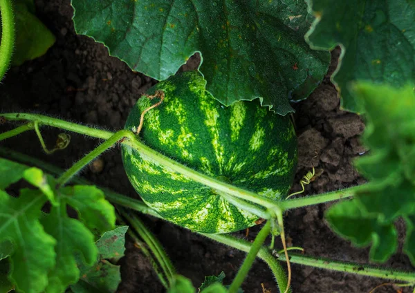 Büyüyen çizgili karpuz