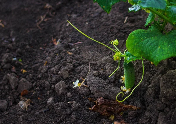 Salatalık büyüyen genç
