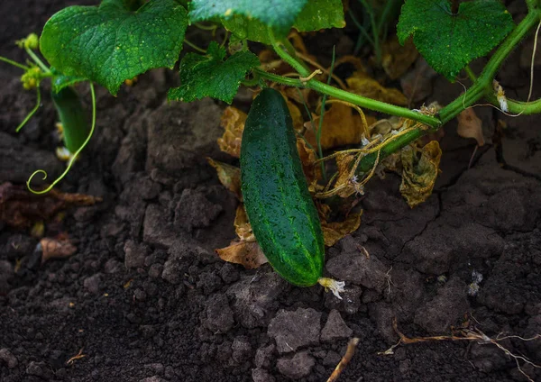 Salatalık büyüyen genç