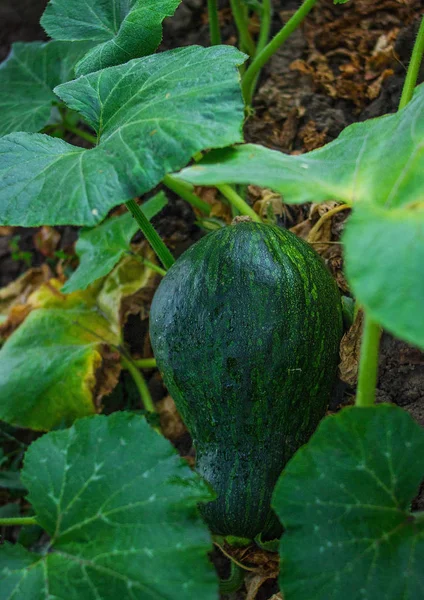 Büyüyen yeşil kabak