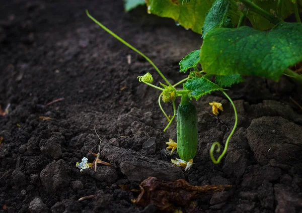 Salatalık büyüyen genç
