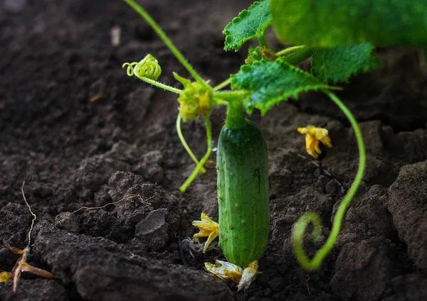 Salatalık büyüyen genç