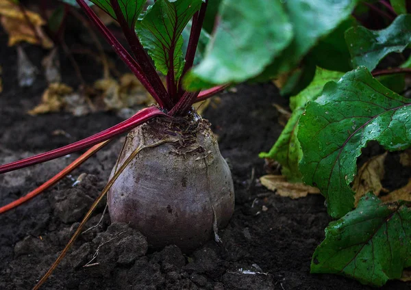 Büyüyen tablo pancar