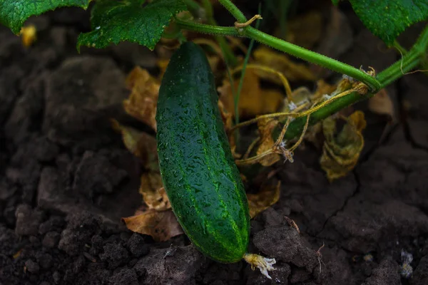 Salatalık büyüyen genç
