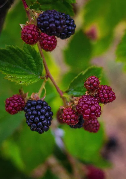 BlackBerry bär på en gren — Stockfoto