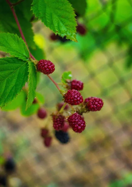 Blackberry berries on a branch — Stock Photo, Image