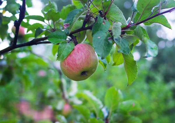 Olgun kırmızı elmalar dalda