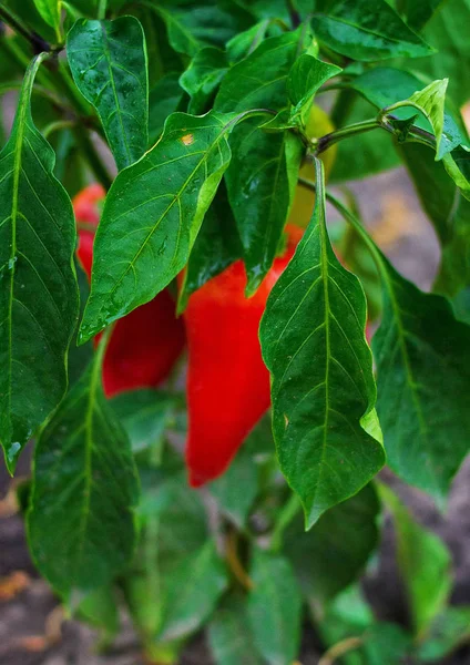Växande frukter av peppar — Stockfoto