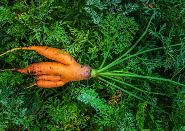 Büyük olgun havuç