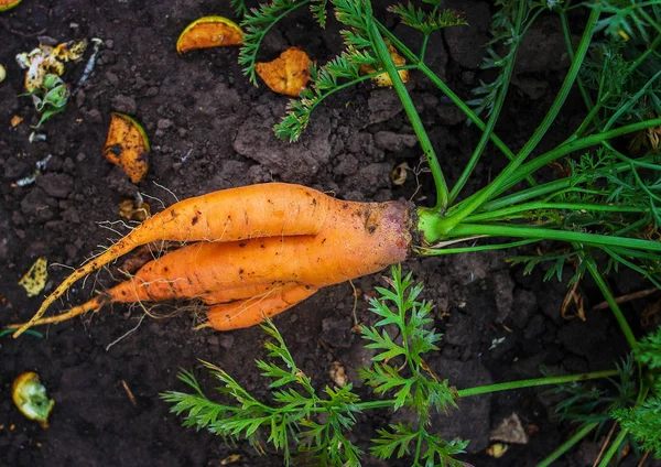 Büyük olgun havuç