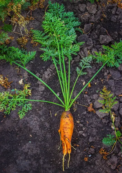 Büyük olgun havuç