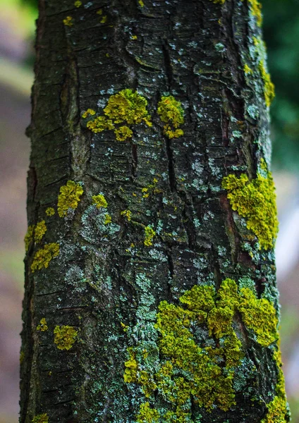 Corteza de árbol con musgo dorado — Foto de Stock