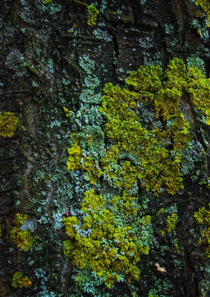 Corteza de árbol con musgo dorado — Foto de Stock