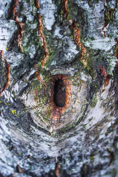 Beyaz huş ağacı kabuğu