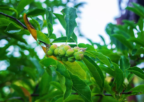 Green nuts on a branch — Stock Photo, Image