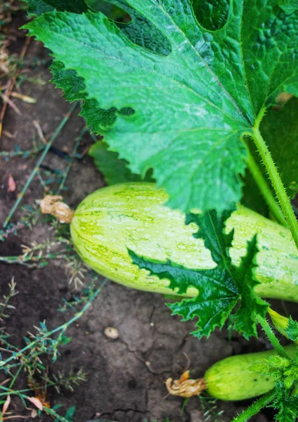 Büyüyen yeşil kabak