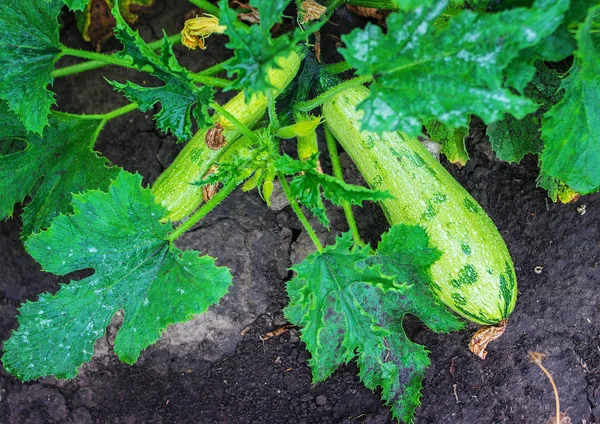 Growing green zucchini — Stock Photo, Image