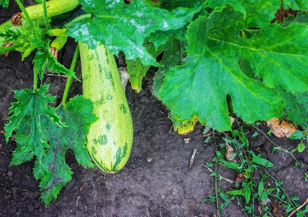 Büyüyen yeşil kabak