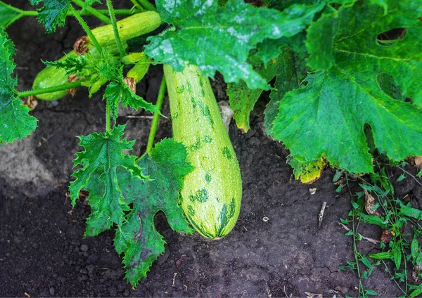 Büyüyen yeşil kabak