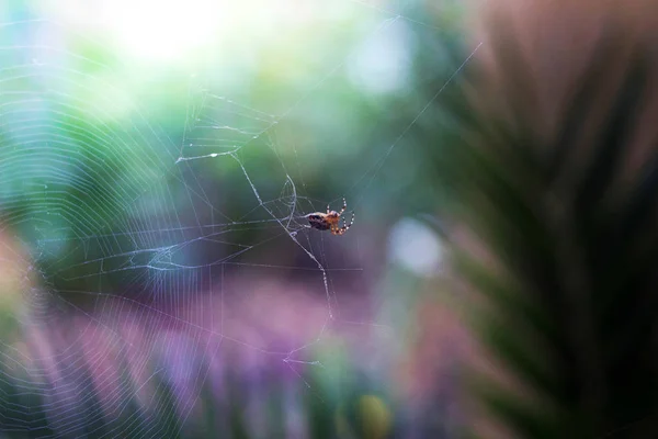 Spider on the background of a palm tree — Stock Photo, Image
