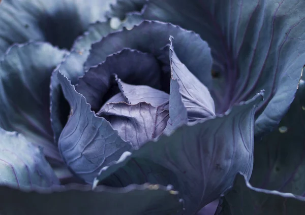 Blue cabbage plant. Stock Picture