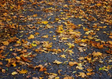 Parkta taş yol üzerindeki sonbahar yaprakları
