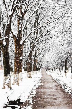 Kar sokakta boyunca ağaçlar