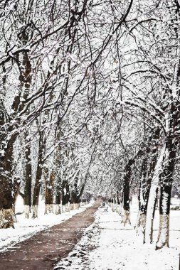 Kar sokakta boyunca ağaçlar