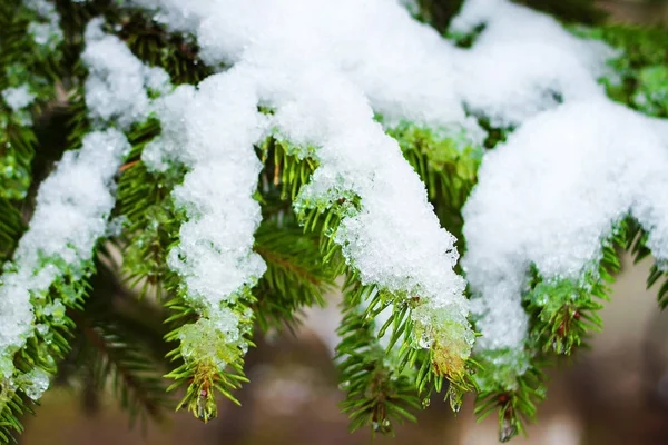 Rami innevati dell'albero di Natale . — Foto Stock