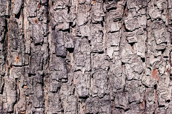 Fundo de madeira, casca de árvore . — Fotografia de Stock