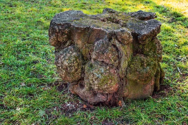 Old beautiful tree stump — Stock Photo, Image