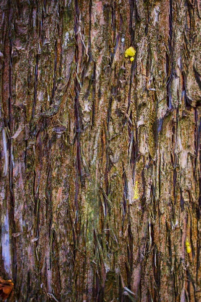 Дерев'яний фон, дерев'яна кора . — стокове фото