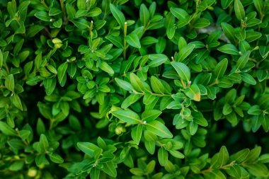 Bir yaprak dökmeyen çalı dallarında. Şimşir