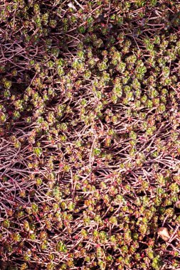 Sürünen çiçekler. Dekor. Arka plan veya doku.